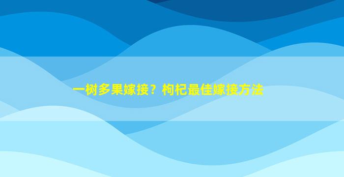 一树多果嫁接？枸杞最佳嫁接方法