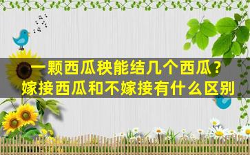 一颗西瓜秧能结几个西瓜？嫁接西瓜和不嫁接有什么区别