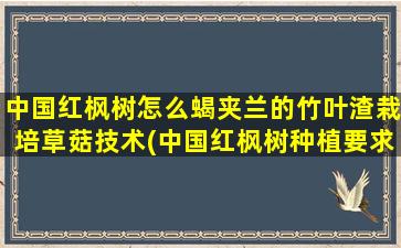 中国红枫树怎么蝎夹兰的竹叶渣栽培草菇技术(中国红枫树种植要求)