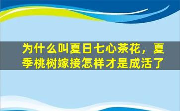 为什么叫夏日七心茶花，夏季桃树嫁接怎样才是成活了