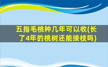 五指毛桃种几年可以收(长了4年的桃树还能接枝吗)