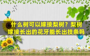 什么树可以嫁接梨树？梨树嫁接长出的花牙能长出技条吗