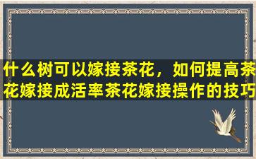 什么树可以嫁接茶花，如何提高茶花嫁接成活率茶花嫁接操作的技巧