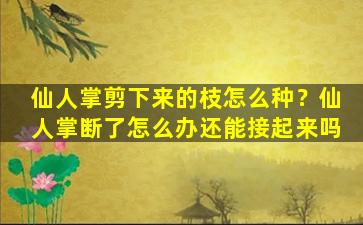 仙人掌剪下来的枝怎么种？仙人掌断了怎么办还能接起来吗