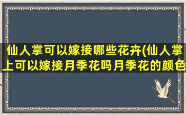 仙人掌可以嫁接哪些花卉(仙人掌上可以嫁接月季花吗月季花的颜色会改变吗)