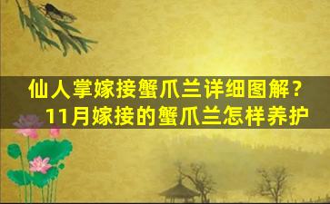 仙人掌嫁接蟹爪兰详细图解？11月嫁接的蟹爪兰怎样养护