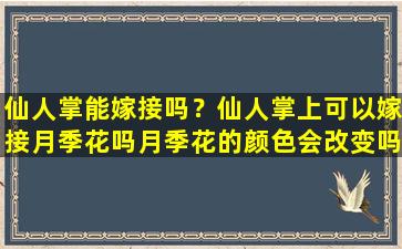 仙人掌能嫁接吗？仙人掌上可以嫁接月季花吗月季花的颜色会改变吗