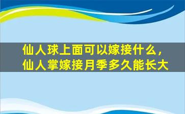 仙人球上面可以嫁接什么，仙人掌嫁接月季多久能长大