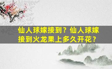 仙人球嫁接到？仙人球嫁接到火龙果上多久开花？