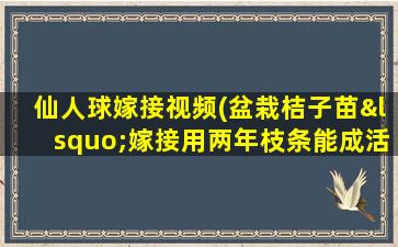 仙人球嫁接视频(盆栽桔子苗‘嫁接用两年枝条能成活吗)