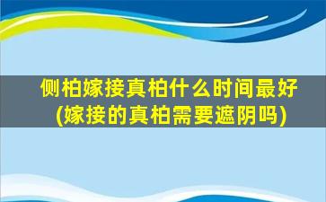 侧柏嫁接真柏什么时间最好(嫁接的真柏需要遮阴吗)