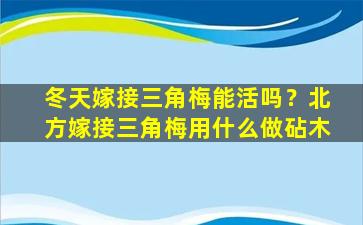 冬天嫁接三角梅能活吗？北方嫁接三角梅用什么做砧木