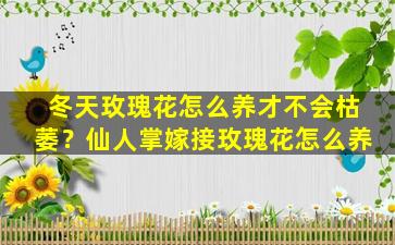 冬天玫瑰花怎么养才不会枯萎？仙人掌嫁接玫瑰花怎么养