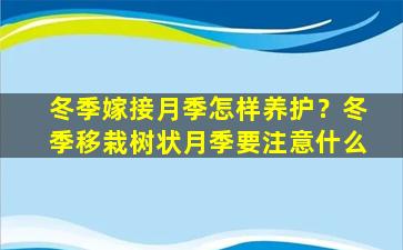 冬季嫁接月季怎样养护？冬季移栽树状月季要注意什么