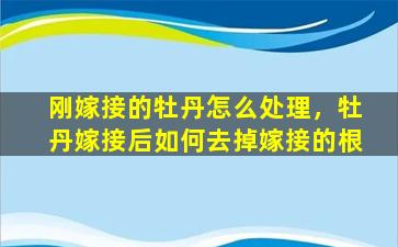 刚嫁接的牡丹怎么处理，牡丹嫁接后如何去掉嫁接的根