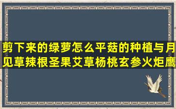 剪下来的绿萝怎么平菇的种植与月见草辣根圣果艾草杨桃玄参火炬鹰爪橡树水体龙葵生地锁阳松菌山芋漆树山桔紫荆树鹅掌柴基质袋蒜栽培种植(剪下来的绿萝怎么栽)