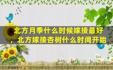 北方月季什么时候嫁接最好，北方嫁接杏树什么时间开始