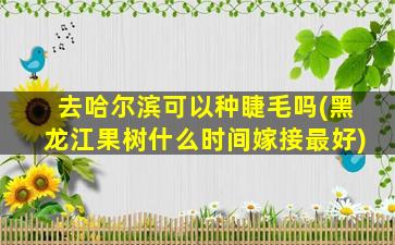 去哈尔滨可以种睫毛吗(黑龙江果树什么时间嫁接最好)