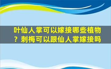 叶仙人掌可以嫁接哪些植物？刺梅可以跟仙人掌嫁接吗