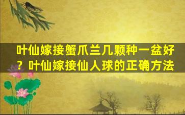 叶仙嫁接蟹爪兰几颗种一盆好？叶仙嫁接仙人球的正确方法