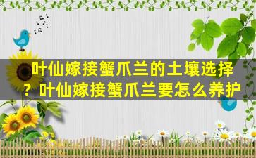 叶仙嫁接蟹爪兰的土壤选择？叶仙嫁接蟹爪兰要怎么养护