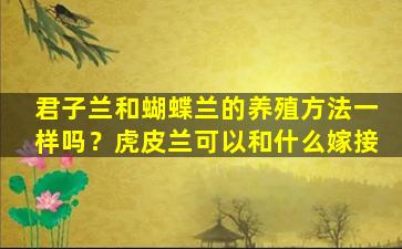 君子兰和蝴蝶兰的养殖方法一样吗？虎皮兰可以和什么嫁接