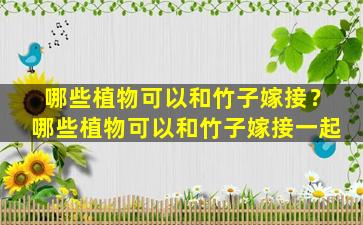 哪些植物可以和竹子嫁接？哪些植物可以和竹子嫁接一起