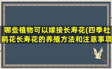 哪些植物可以嫁接长寿花(四季杜鹃花长寿花的养殖方法和注意事项)