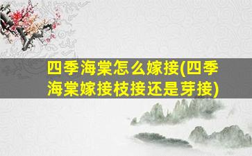 四季海棠怎么嫁接(四季海棠嫁接枝接还是芽接)