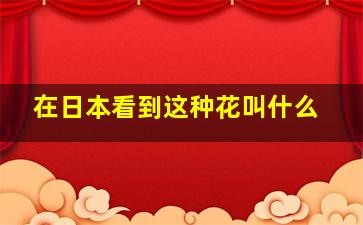 在日本看到这种花叫什么