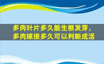 多肉叶片多久能生根发芽，多肉嫁接多久可以判断成活