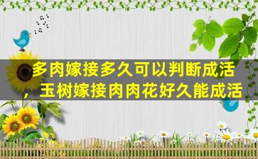 多肉嫁接多久可以判断成活，玉树嫁接肉肉花好久能成活