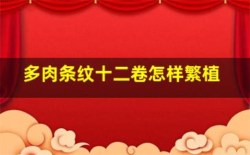 多肉条纹十二卷怎样繁植