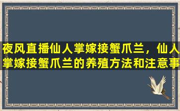 夜风直播仙人掌嫁接蟹爪兰，仙人掌嫁接蟹爪兰的养殖方法和注意事项