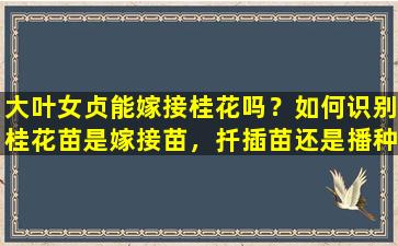 大叶女贞能嫁接桂花吗？如何识别桂花苗是嫁接苗，扦插苗还是播种苗