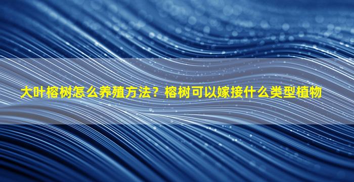 大叶榕树怎么养殖方法？榕树可以嫁接什么类型植物