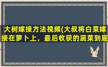 大树嫁接方法视频(大叔将白菜嫁接在萝卜上，最后收获的蔬菜到底是什么样的味道)