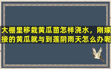 大棚里移栽黄瓜苗怎样浇水，刚嫁接的黄瓜就与到莲阴雨天怎么办呢