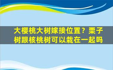 大樱桃大树嫁接位置？栗子树跟核桃树可以栽在一起吗