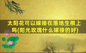 太阳花可以嫁接在落地生根上吗(阳光玫瑰什么嫁接的好)