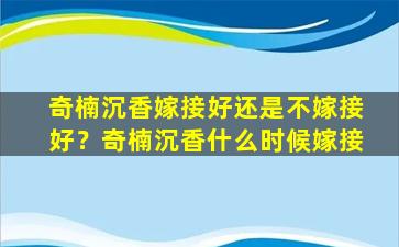 奇楠沉香嫁接好还是不嫁接好？奇楠沉香什么时候嫁接