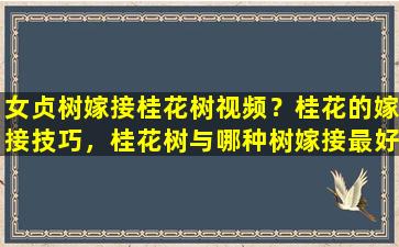 女贞树嫁接桂花树视频？桂花的嫁接技巧，桂花树与哪种树嫁接最好