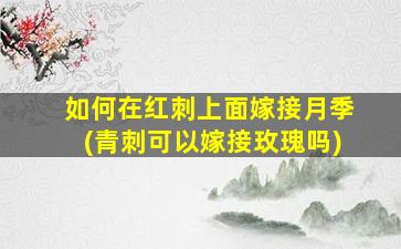 如何在红刺上面嫁接月季(青刺可以嫁接玫瑰吗)