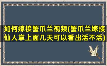 如何嫁接蟹爪兰视频(蟹爪兰嫁接仙人掌上面几天可以看出活不活)