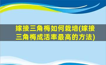 嫁接三角梅如何栽培(嫁接三角梅成活率最高的方法)