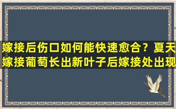 嫁接后伤口如何能快速愈合？夏天嫁接葡萄长出新叶子后嫁接处出现黑块是什么原因