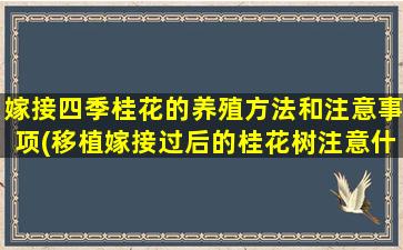 嫁接四季桂花的养殖方法和注意事项(移植嫁接过后的桂花树注意什么)