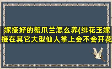 嫁接好的蟹爪兰怎么养(绯花玉嫁接在其它大型仙人掌上会不会开花更多)