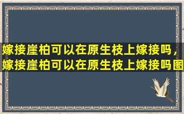 嫁接崖柏可以在原生枝上嫁接吗，嫁接崖柏可以在原生枝上嫁接吗图片