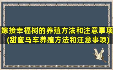 嫁接幸福树的养殖方法和注意事项(甜蜜马车养殖方法和注意事项)